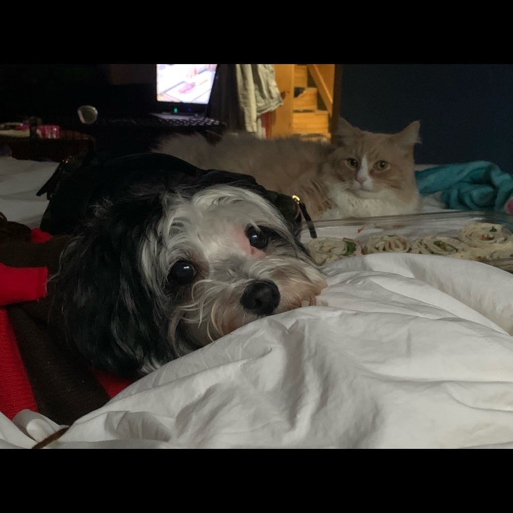 Meet your Posher, Julia